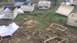 Balıkesirde ayıların arı kovanlarına saldırısı: Vatandaşlara uyarı