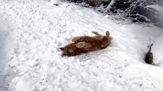 Bartında kar yağdı renkli renkli görüntüler ortaya çıktı