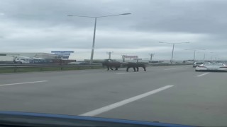 Başıboş atlar ana yolu hipodroma çevirdi