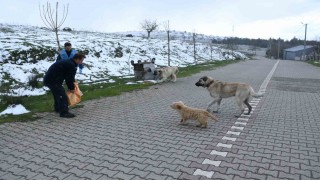 Başkan Ahmet Akından sokaktaki canlara kış desteği