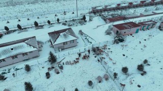 Başkan Ekici: Sahipsiz köpekler, çevre köyler ve ilçelerden bilinçsizce bırakılıyor