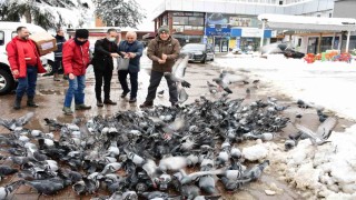 Başkan Kul, Sokak Hayvanlarını Besleme Çalışmasında