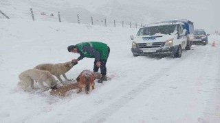 Canik Belediyesi Sokak Hayvanlarını Unutmadı