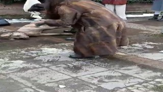 Beşiktaşta elektrik akımına kapılan köpek sahibini ısırdı, hattaki sorun giderildi