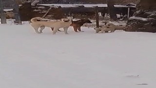 Boylarından büyük işe kalkıştılar: Yavru köpekler, köpek sürüsüne kafa tuttu