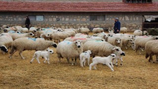 Bu koyunlar en az ikiz yavruluyor: 3 kilo doğan süt kuzuları 2,5 ayda 30 kiloya ulaşıyor