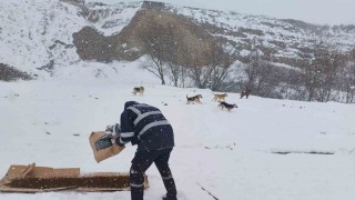 Büyükçekmece Belediyesi kar yağışı altında sokak hayvanlarını unutmadı