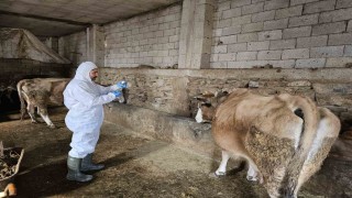 Çanakdüzü köyünde şap alarmı, bölge karantinaya alındı