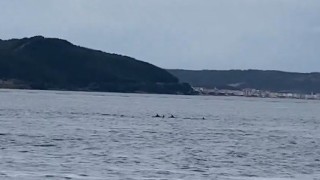 Çanakkale Boğazında yunuslardan görsel şölen