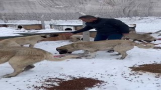 Çiftlik Belediyesi patili dostları unutmadı