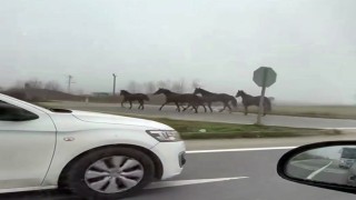 D-140a çıkan atlar dörtnala koştu: Görenler hayrete düştü