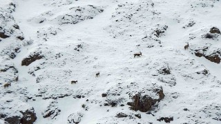 Dağ keçileri Munzur Dağlarına renk katıyor