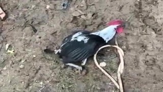 Denizlinin horozu bayılana kadar öttü