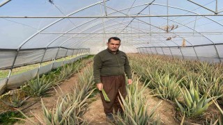 Derecikin aloe vera üreticisi pazarlama sıkıntısı yaşıyor
