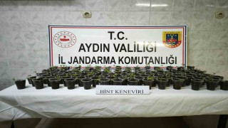 Didimde 130 adet saksıya ekilmiş Hint keneviri ele geçirildi