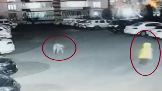 Diyarbakırda köpek saldırısını uğrayan kadın ve çocuk canını zor kurtardı