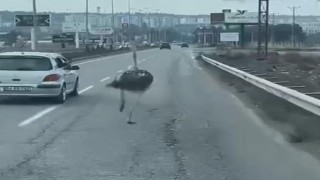 Diyarbakırda trafikte deve kuşu şaşkınlığı