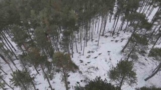 Doğadaki Cerrah geyik sürüsünü görüntüledi