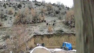 Doğal ortamında yiyecek bulmakta zorlanan domuzlar yerleşim yerine indi