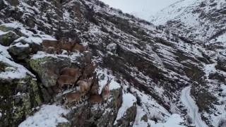 Doğanın uzman tırmanıcıları dağ keçileri Bayburtun sarp ve dik yamaçlı dağlarında görüldü