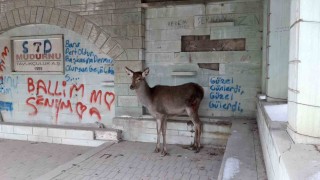 Doğaya bırakılan karaca tekrar geri döndü