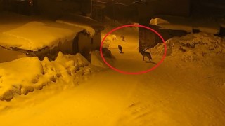 Doğum yapan ineğinin yanına ahıra giden muhtar kurt sürüsüne rastladı