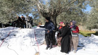 Edremitte zeytin hasadı Meci geleneği ile son buldu