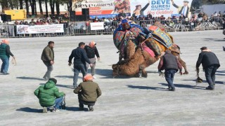 Efelerde deve güreşi festivali coşkusu