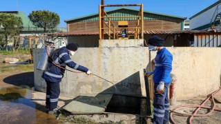 Efelerde sineklerle mücadele 12 ay boyunca devam ediyor