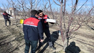 Ekili alanlarda hastalık ve zararlıların takibi devam ediyor