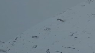 Elazığda kurt sürüsü köye indi