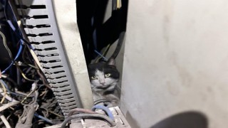 Elektrik panosuna giren kedi 5 saat sonra kurtarıldı