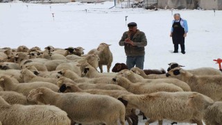 Emektar çoban koyunlara yaz kış kaval çalıyor