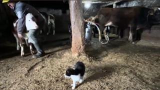 Amasyalı Çiftçinin Günlük Yaşamı Sosyal Medyada
