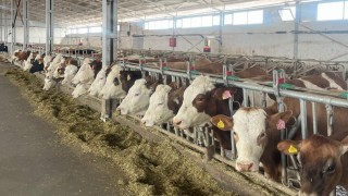 Erzincanda 4 işletme arilik için başvurdu