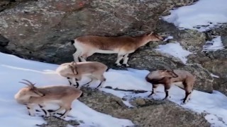 Munzur’un Yükseklerinde Dağ Keçileri Görüldü