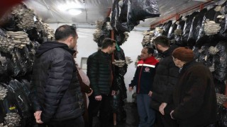 Erzincanda istiridye mantarı üretimi başladı