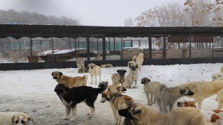 Erzincanda köpek katliamı iddiası: Belediye çalışanları görevden uzaklaştırıldı