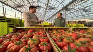 Erzincanda modern tarımla domates hasadı başladı