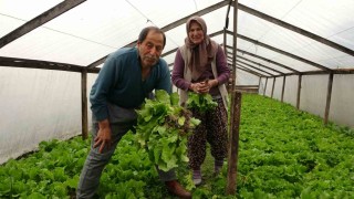 Ordu’da Çiftçi Çiftin Yol Kenarındaki Marul Satışı