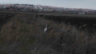 Eskişehir nadir görülen beyaz balıkçıl kuşu fotoğraflandı