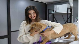 Eskişehirde vurulan 12 yerinden yaralanan köpek hayvan severler tarafından tedavi ettirildi