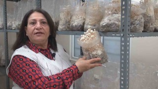 ESOGÜde enoki mantarı yetiştiriliyor