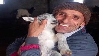 Fenomen çobanın kuzusu sevgisi