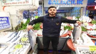 Gaziantepte tezgahlar Ramazan öncesi balık çeşitleriyle şenlendi