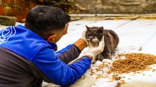 Gaziosmanpaşa Belediyesinden sokak hayvanları için mama desteği