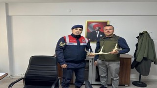 Geyik boynuzu satan şahıs jandarma tarafından yakalandı