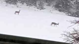 Bolu’da Geyikler Karla Oynarken Kamereye Yansıdı