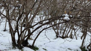 Giresun Ziraat Odası Başkanı Nurittin Karan, zirai don riskine karşı uyardı