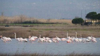 Gökçeadada flamingoların kur ve beslenme dansı hayran bıraktı